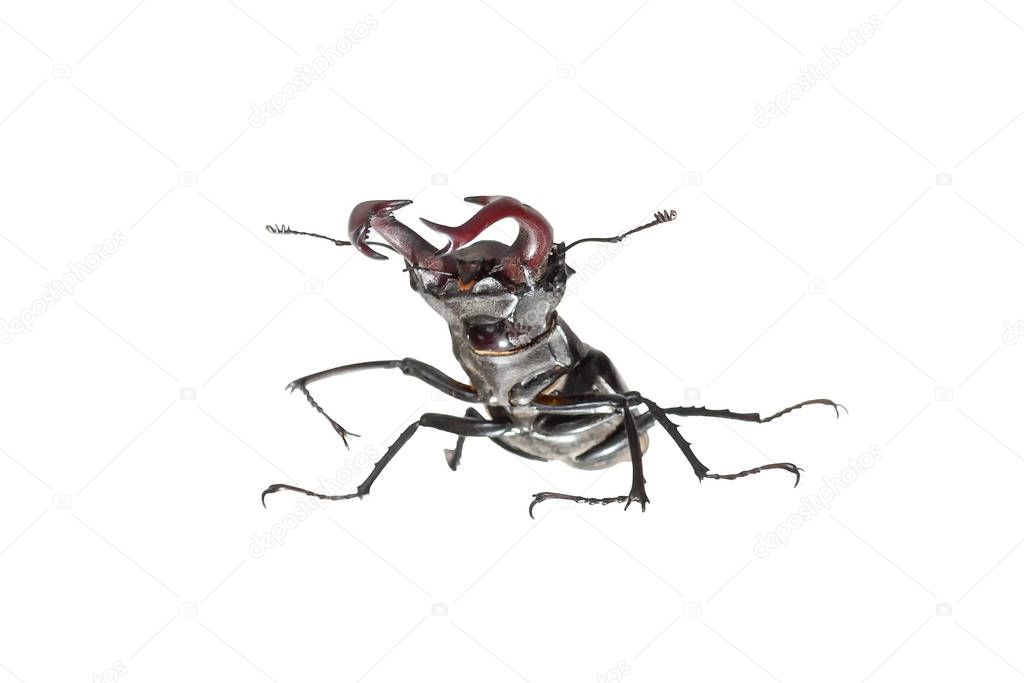 stag beetle Lucanus cervus closeup isolated on white background