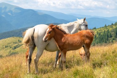 Horses with a foal walking in the mountains on a meadow on a warm summer day. Natural background
