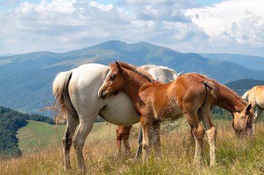 Horses with a foal walking in the mountains on a meadow on a warm summer day. Natural background