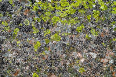 Yosun, mantar, taş üstüne mantar. Kalıplı taş. Yosunlu taş. Yosun ve mantarla kaplı kaya parçaları..