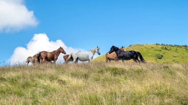 Horses with a foal walking in the mountains on a meadow on a warm summer day. Natural background