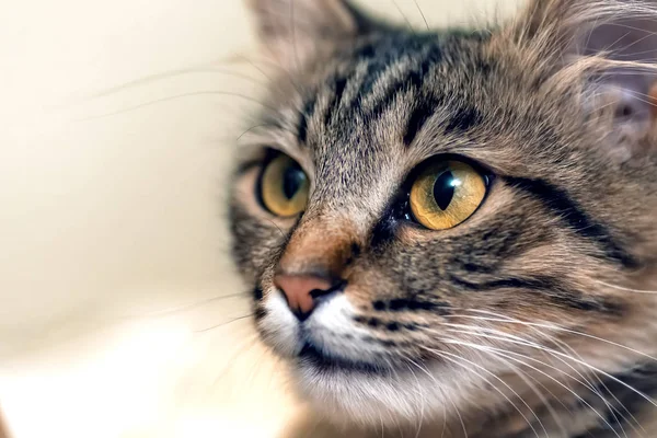 Lindo gato tabby con ojos amarillos y bigotes largos. Retrato de cerca de un hermoso gato — Foto de Stock