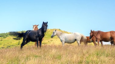 Horses with a foal walking in the mountains on a meadow on a warm summer day. Natural background