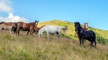 Horses with a foal walking in the mountains on a meadow on a warm summer day. Natural background