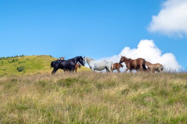 Horses with a foal walking in the mountains on a meadow on a warm summer day. Natural background