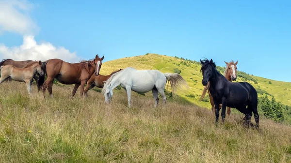 Konie z źrebakiem spacerujące po górach na łące w ciepły letni dzień. Naturalne tło — Zdjęcie stockowe