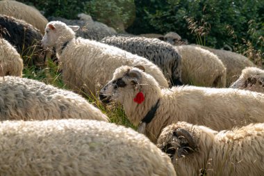 Koyunlar dağlarda otluyor. Geleneksel ekonomik İskoçyalılar