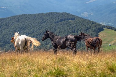 Horses with a foal walking in the mountains on a meadow on a warm summer day. Natural background