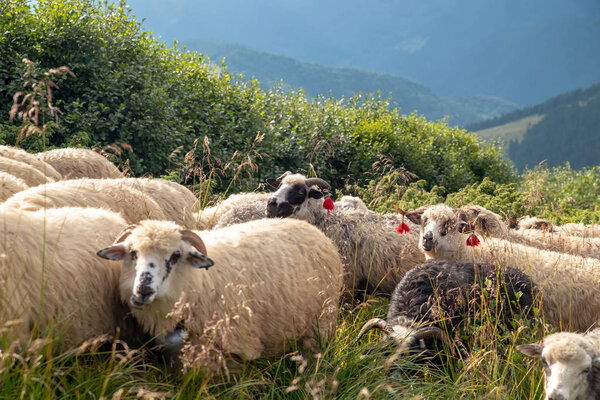 Sheep graze in the mountains. Traditional economy Highlanders