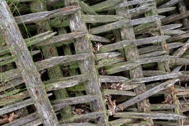 Doğa geçmişi. Yosun, eski tahta üzerinde mantar, yakın plan. Yosun ve mantarlı eski tahta tahtalar.