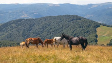 Horses with a foal walking in the mountains on a meadow on a warm summer day. Natural background