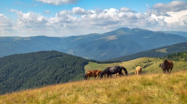Horses with a foal walking in the mountains on a meadow on a warm summer day. Natural background