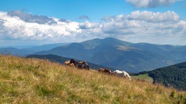 Horses with a foal walking in the mountains on a meadow on a warm summer day. Natural background