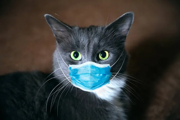 Kedinin yüzünde koruyucu antiviral maske, hayvanlar için koruyucu yüz maskesi. Cerrahi maske. COVID-19, Coronovirüs, Hanta virüsü konsepti. Tıbbi maske, koronavirüs ve Hanta virüsü koruması. Evde yalnız bir kedi var..
