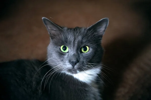 緑の目と長いひげを持つかわいい灰色の猫 美しい猫のクローズアップ肖像画 — ストック写真