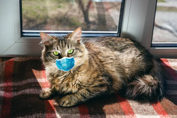 Gato Con Máscara Médica Máscara Antiviral Protectora Cara Los Gatos — Foto de Stock