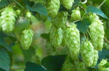 Dal konilerinin üzerinde büyüyen yeşil zıpzıp bira, ekmek ve yiyecek çeşnisi için yetiştirilir.