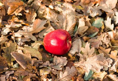 Kuru sonbaharda yerde yatan kırmızı elma tarımın arka planını terk eder.