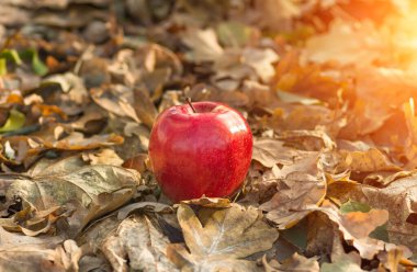Kuru sonbaharda yerde yatan kırmızı elma tarımın arka planını terk eder.