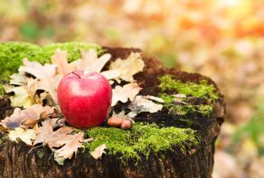 Kırmızı elma yeşil yosunlu eski bir kütüğün üzerinde yatıyor, kuru sonbahar yaprakları ve meşe palamutları, tarım geçmişi
