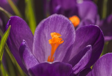 Güzel mor kır çiçekleri canlı ve yakın planda çiçek açıyor.