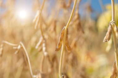 Olgun soya fasulyesi yakın çekim, hasat için hazır, sığ odak, tarım geçmişi