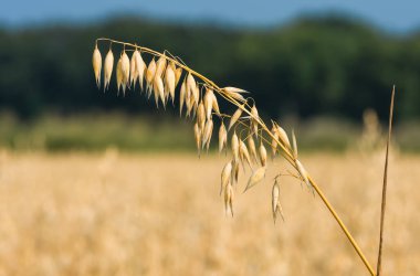 organik altın olgun yulaf kulakları tarlada, yumuşak odak, yakın plan, tarım geçmişi