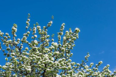 Bir armut ağacının çiçeği mavi gökyüzüne karşı, bahar günü, arka plan