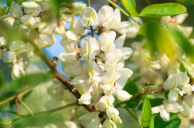Güzel çiçekler beyaz akasya, yakın plan, bahar doğal arka plan