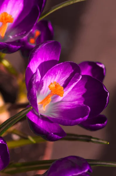 Krásné Fialové Krokus Květiny Kvetoucí Živé Detailní — Stock fotografie