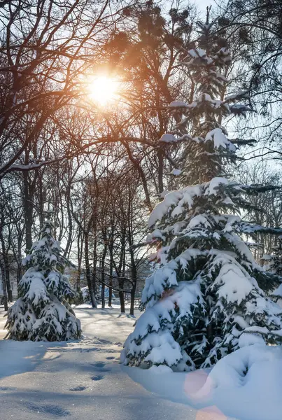 クリスマス イブの晴れた冬の日には雪に覆われたトウヒの森 冬の背景 — ストック写真