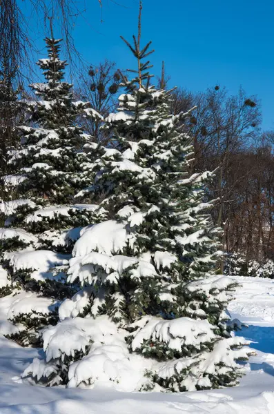 Abeto Cubierto Nieve Parque Día Invierno Soleado Fondo Invierno — Foto de Stock