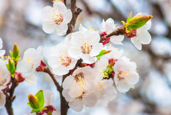 Jemné Květiny Mladé Listy Meruňkového Dřeva Detailní Záběr Jarní Pozadí — Stock fotografie