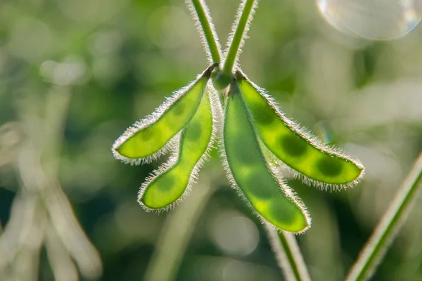 Maturing Green Organic Soybean Pods Closeup Agricultural Background — Stock Photo, Image