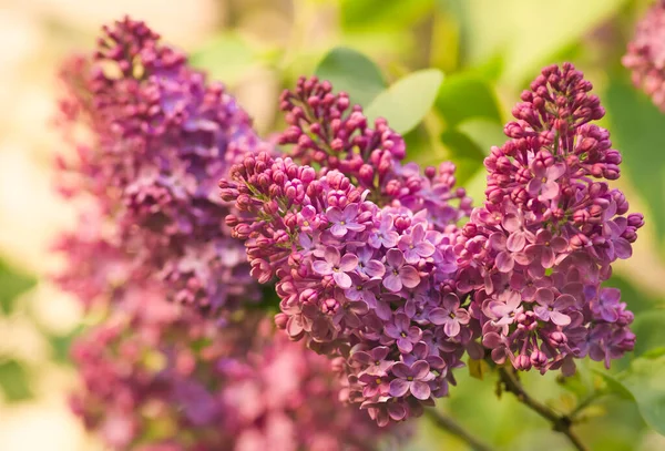 Макрозображення Весняних Бузкових Фіолетових Квітів Абстрактний Який Квітковий Фон — стокове фото