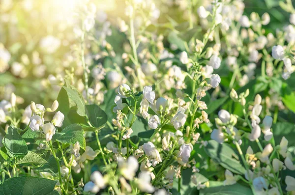 Gyönyörű Virágok Bab Tavasszal Területen Mezőgazdasági Természeti Háttér — Stock Fotó