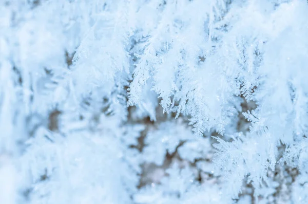 Krásný Chochol Mražené Zimní Led Sníh Příroda Pozadí — Stock fotografie