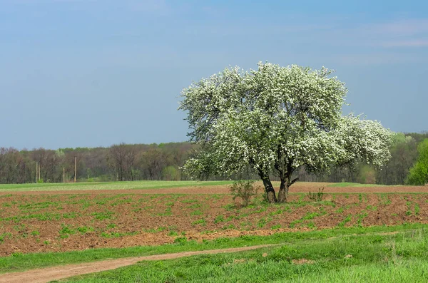 Florescer Solitário Grande Árvore Pêra Campo Fazendeiro Dia Claro Primavera — Fotografia de Stock