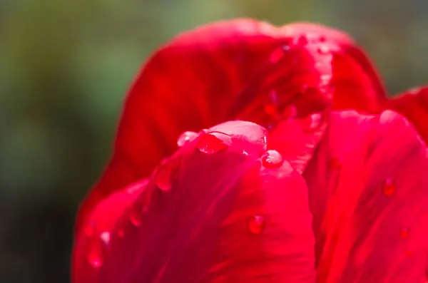 Skupina Červených Tulipánů Parku Detailní Záběr Jarní Krajina — Stock fotografie