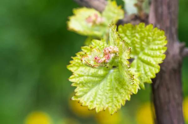 Giovane Verde Tenera Germogli Foglie Uva Sulla Vite Primavera — Foto Stock