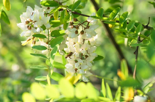 Красивые Цветы Белая Акация Крупный План Весенний Природный Фон — стоковое фото