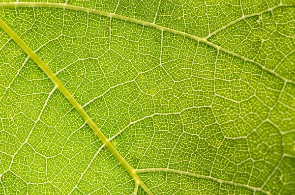 Hojas Uva Verde Joven Suave Primavera Primer Plano Fondo Natural — Foto de Stock