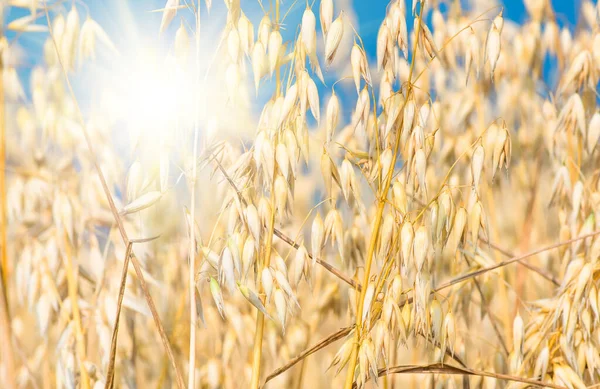 Golden Ear Oats Blue Sky Sun Soft Focus Closeup Agriculture — Stock Photo, Image