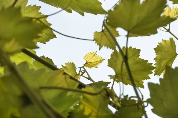 Young green tender leaves of grapes on a background of blue sky in spring — Stock Image Young Green Tender Leaves Grapes Background Blue Sky Spring Royalty Free Stock Images