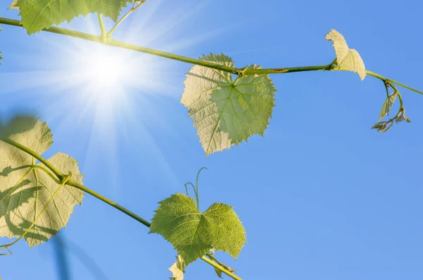 Young green tender leaves of grapes on a background of blue sky in spring — Stock Image Young Green Tender Leaves Grapes Background Blue Sky Spring Stock Photo