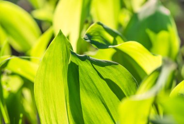 İlkbaharda ormanda yetişen yaprak yaprakları, doğal arka plan.