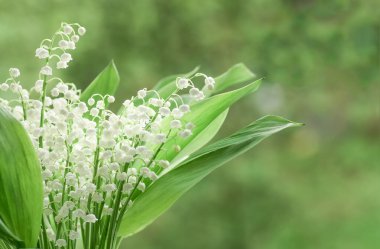 Ormanda yetişen çiçekli zambak baharda yakın plan, doğal arka plan.