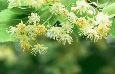 Çiçekler açan ıhlamur ağacı ağacı çayı, doğal arka plan, bahar hazırlamak için kullanılır.