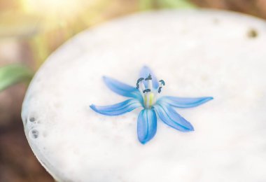 Bira ve mavi çiçek baharı, kar damlaları Scilla Squill, yumuşak odaklanma. doğa arkaplanı.