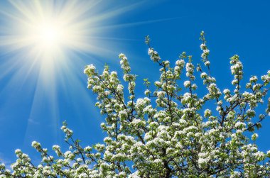 Mavi gökyüzüne, güneşe, bahar gününe, arka plana karşı bir armut ağacının çiçeği